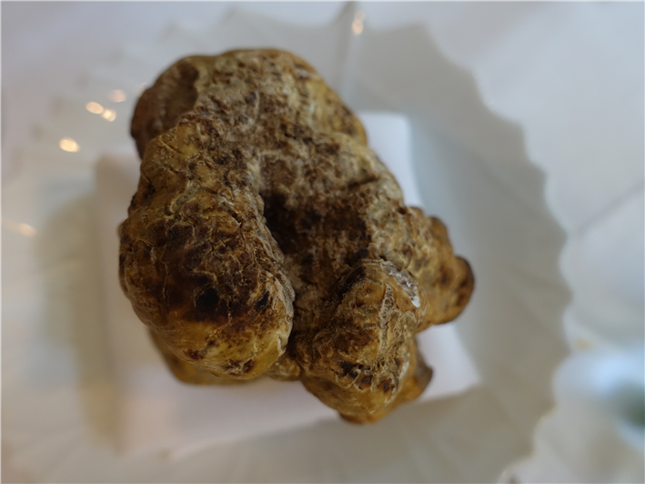 white truffle from Alba